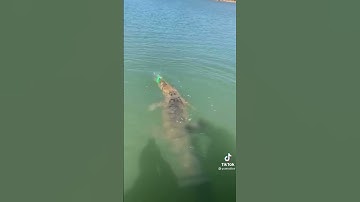 Câu lure dính cá sấu😂😂😂 kéo phê phải biết