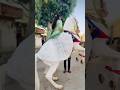 Seema ki Saadi #song #rajasthani #jaisalmer #subscribe #viralshorts #india #youtube