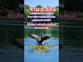 ภาพจริง!.ถ่ายเอง#ธรรมชาติล้วนๆ#nature #ล้านวิว#beautiful #shortvideo