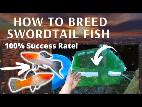 Swordtail Fish Breeding Guide: Achieve 100% Success!