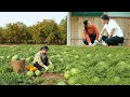 Linda Harvests Watermelons And Persimmons To Sell At The Market — Builds A Chicken Coop, Cooking.