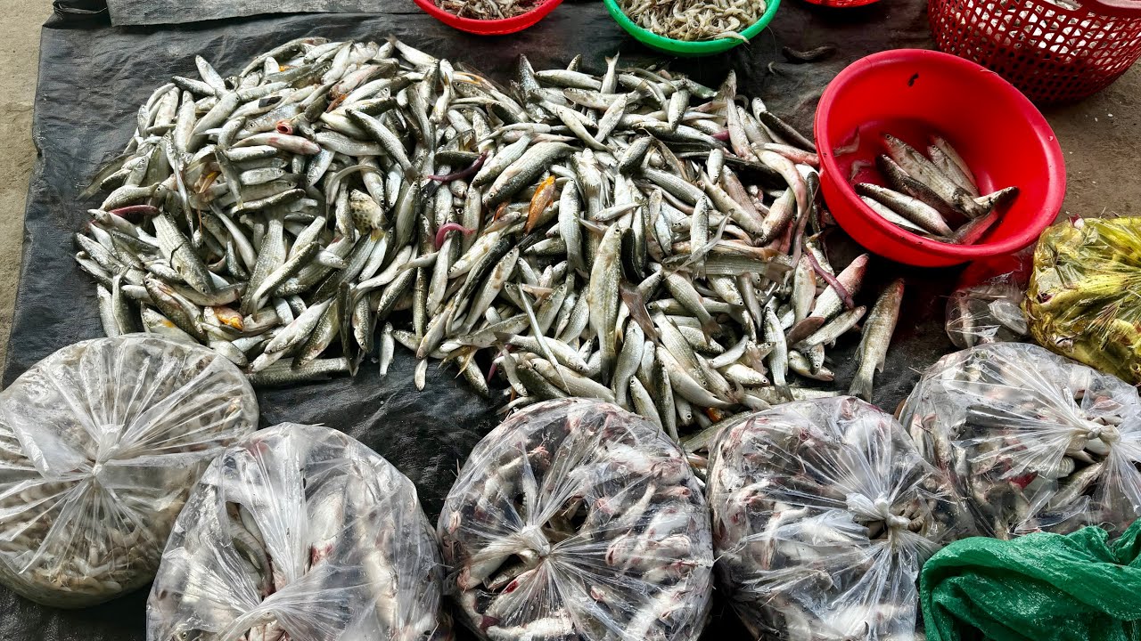 Chuyến Te Đêm Bội Thu Hơn Trăm Ký Cá Tôm Tươi Cặp Bến|| TCNTV #520