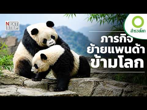 Global Panda Relocation Mission... Can It Truly Save the Species? | World Exploration Documentary...