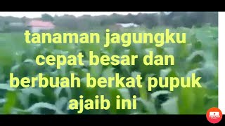 pertumbuhan tanaman jagung yang memakai pupuk paten screenshot 4