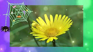 Sallan Sallan Örümcek Yaylan Yaylan Örümcek Çocuk Şarkısı