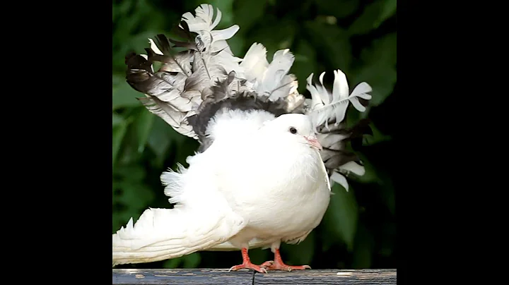 Behold the Elegance of the White Dove: A Symbol of Peace and Beauty