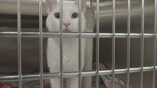 Huntsville Animal Services faces overcrowding issue, offers adoption fee waivers
