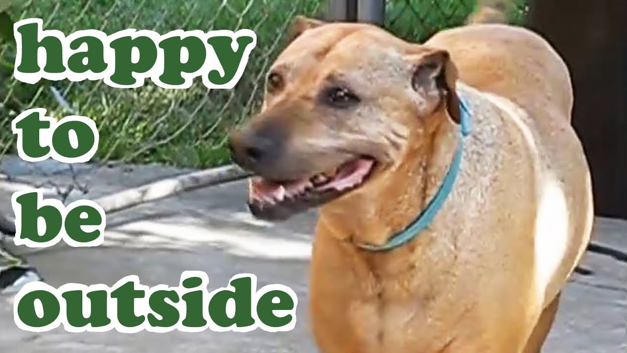 american pitbull terrier rhodesian ridgeback mix rhodesian ridgeback shar pei mixed breed big brown friendly dog american pitbull terrier rhodesian ridgeback mix rhodesian ridgeback shar pei mixed breed big brown friendly dog