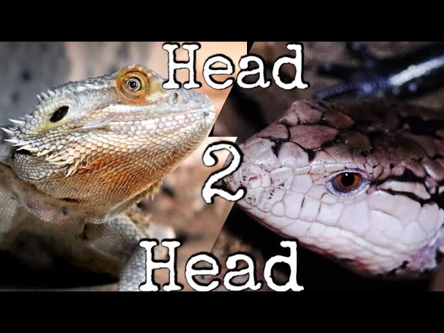 What You Need To Know Before Owning a Bearded Dragon - AZPetVet