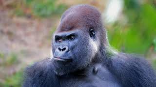 Gorilla | Chewing | No Copyright Video screenshot 5
