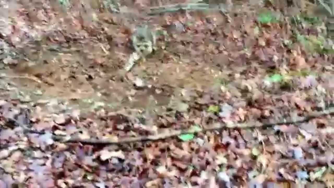 Trapping in north YouTube