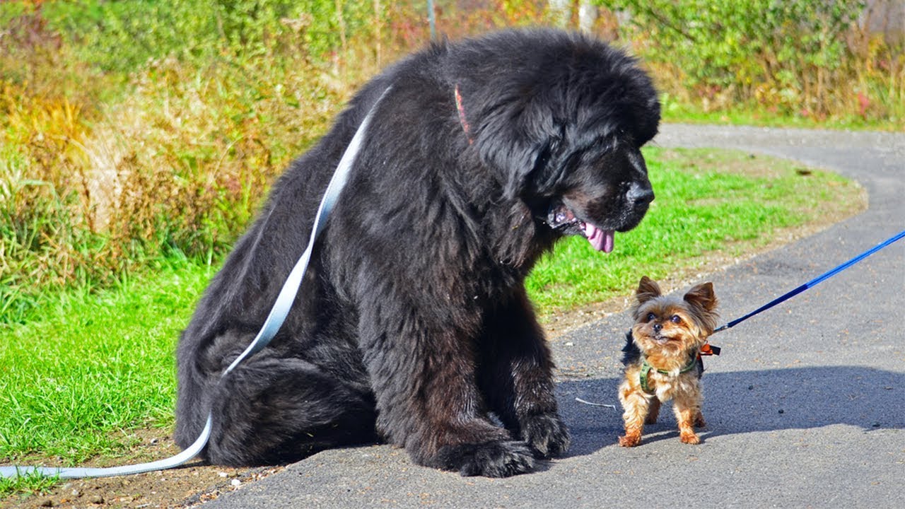 Французская порода собак гриффон кортальса.