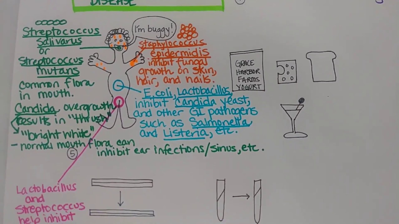 Microbe Roles, Part 1
