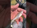 please subscribe #fishing #fishng #fishingequipment #carpfishing #shortvideo #shorts