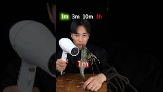 Shrimp vs Hair Dryer