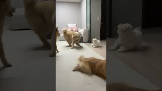Precious Small Dog Jumps on Another but Bounces Away
