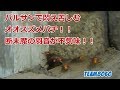 バルサンで苦しむオオスズメバチ断末魔の羽音！【米原市】Japanese Giant Hornets Nest removal-Japanese BeeHive Hunter