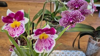 Wild Cat Orchids vs. Old Soil – The Difference Is Immediately Visible! screenshot 1