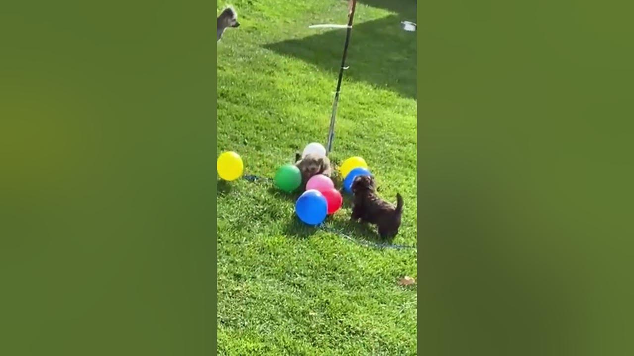 Warum geht es denn nicht weiter, Welpen puppy cute pets bolonkazwetna YouTube