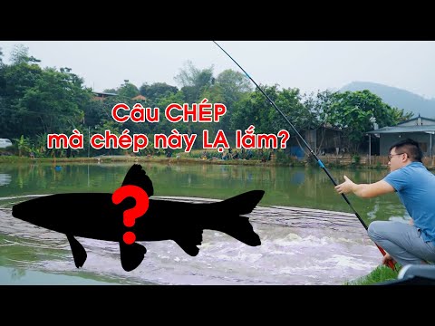 Câu Chép mà va phải con Chép này lạ lắm - Ngọc Biển Fishing