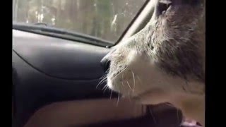 Cukulat-Uludag A Kaplan Gibi Tirmaniyor