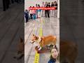 #dogs#pets#puppy#training