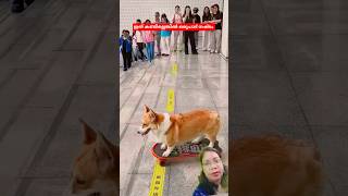 #dogs#pets#puppy#training
