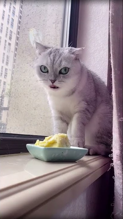 Ketika si kucing makan DURIAN 😂 !!!!