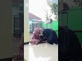 Tasmi' 15 juz ananda Nur Istati' Sabila binti KH Abdulloh #fypシ゚viral #tahfidzulquran #santrikeren