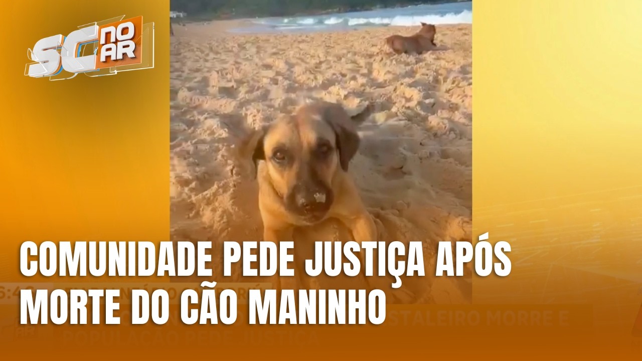 Morte de cão comunitário gera comoção e pedido de justiça em BC
