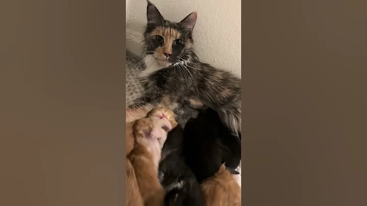 Watch the video about Cute kittens #mainecoon#california#kittyhome#mainecoon#mainecoonbaby#cutecat