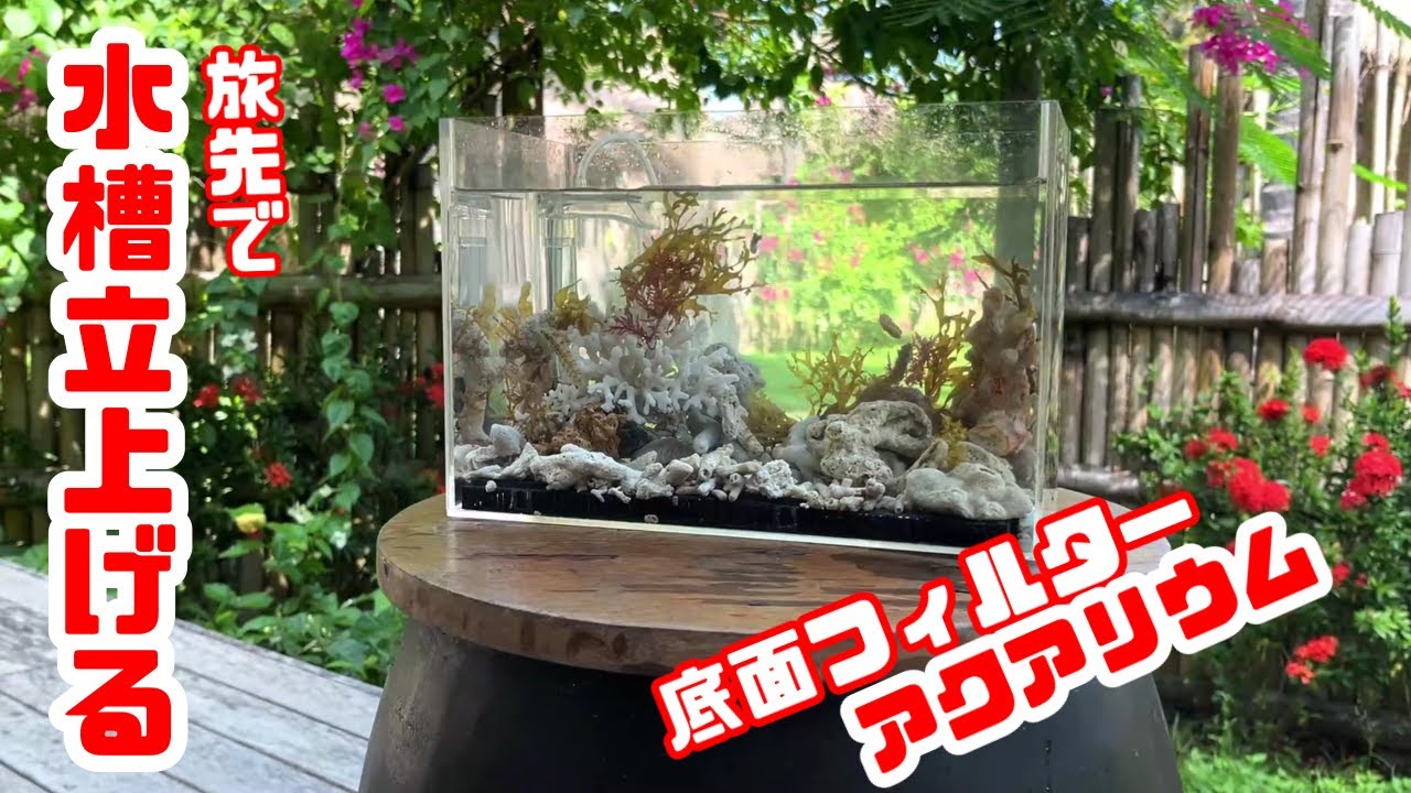 【アクアリウム/熱帯魚観察】離島で水槽立上げ/ライト、エアポンプ、底面フィルター持って行って宿泊先で熱帯魚水槽/魚は大変な方法で現地調達