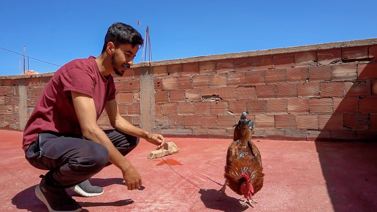 ها الفروج 🐓