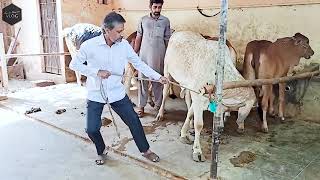 Eid Qurbani 2021 - Bakra Eid Qurbani - Angry Bull - Eid al Adha - Vlog 4