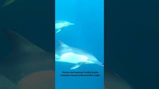 Kenapa Lumba-Lumba Tidur Menutup Sebelah Matanya Saja? #shorts