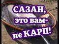 Сазан, это вам не карп.