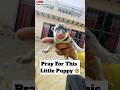 Pray For This Little Puppy 😨 | #327