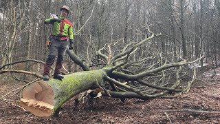 Jeden z mých nejkošatějších buků 🌳 MS 500i/ work in forest