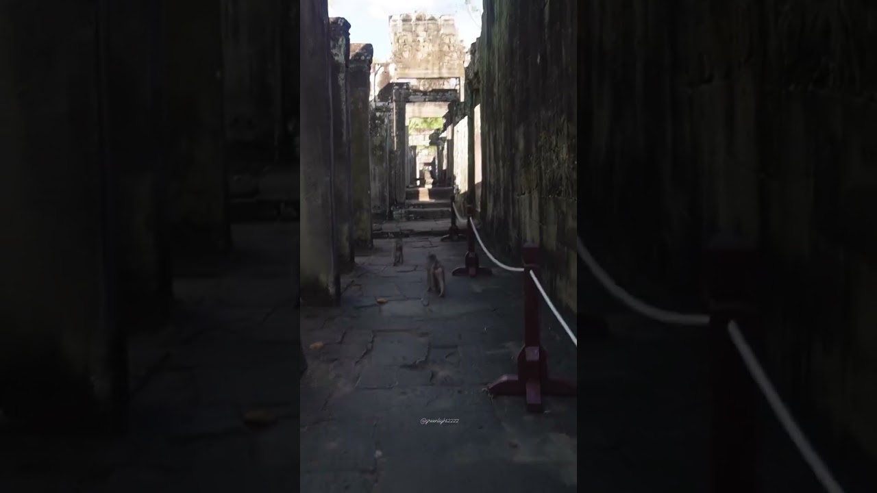 Monkeys at Bayon temple 🐒🐒🐒 🍃
