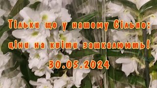 Різномаїття квітів і високі ціни 30.05.2024