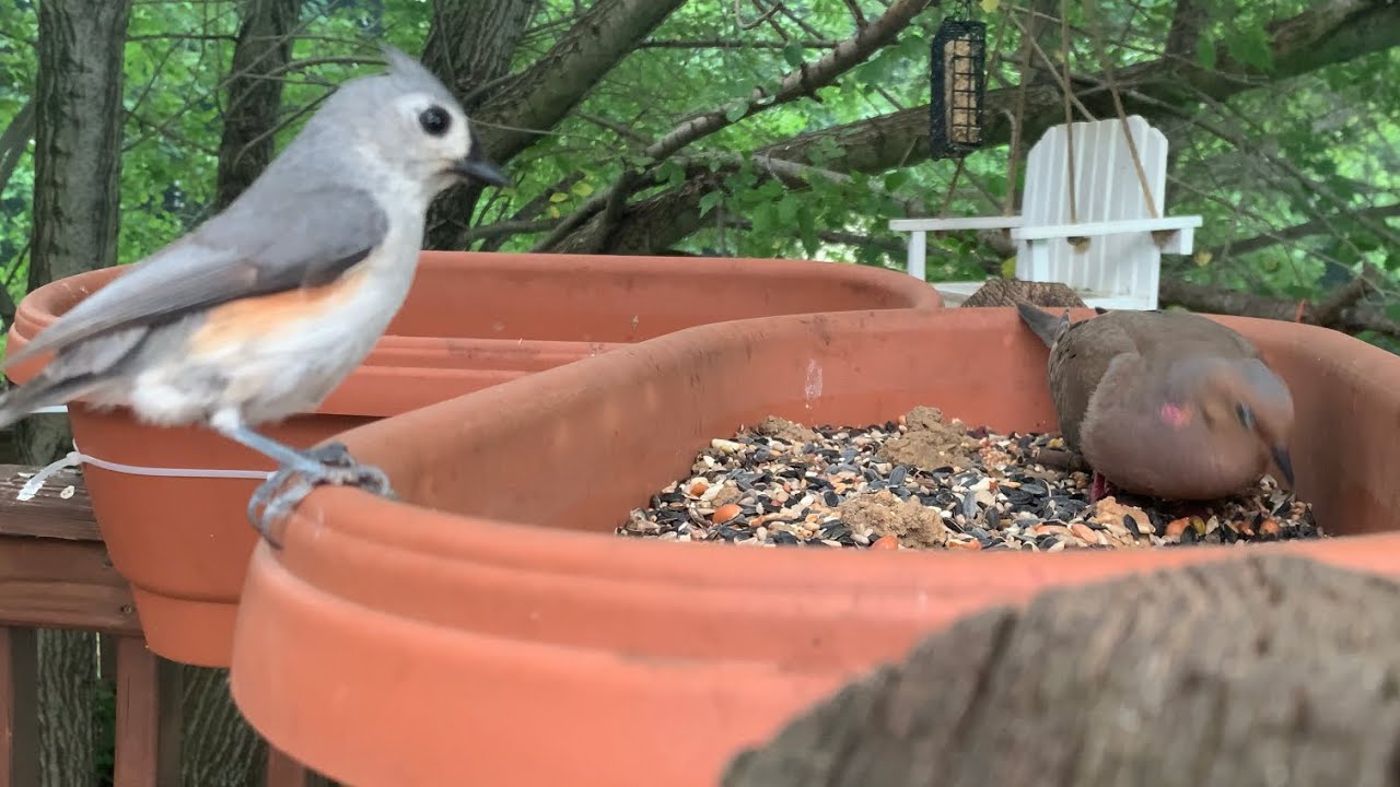 Backyard Bird Feeder Cam 05/08/2023 YouTube