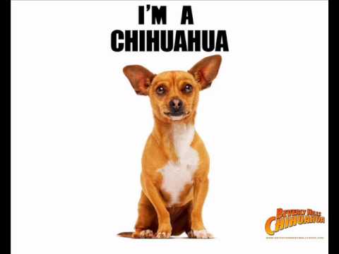 chihuahua song youtube