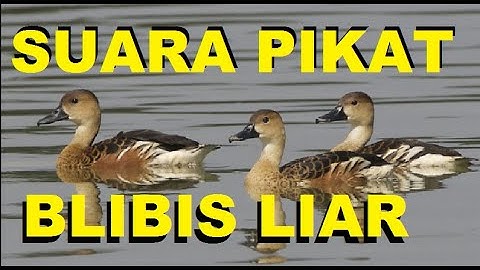 Suara pikat burung belibis paling ampuh untuk mikat burung belibis liar ini suara belibis gacor