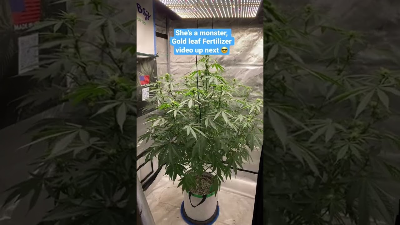 Jack Herer a week after defoliation.