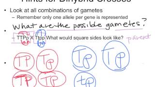 Biol 107 Tutorial Two Gene Cross Gametes