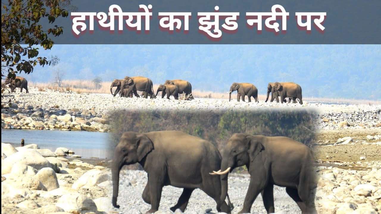 Dhikala Jeisa Lag rha h aaj Kosi River Me हाथी का झुंड