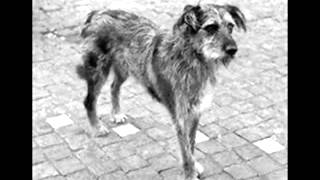 Dog Found
