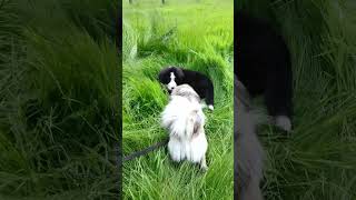 Bernese Mountain Dog puppy and Tibetan Spaniel playing together