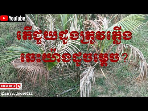 តើត្រូវជួយដូងត្រូវភ្លើងឆេះយ៉ាងដូចម្ដេច? ll #howto #farmer #coconut #shortvideo @saravuthros602