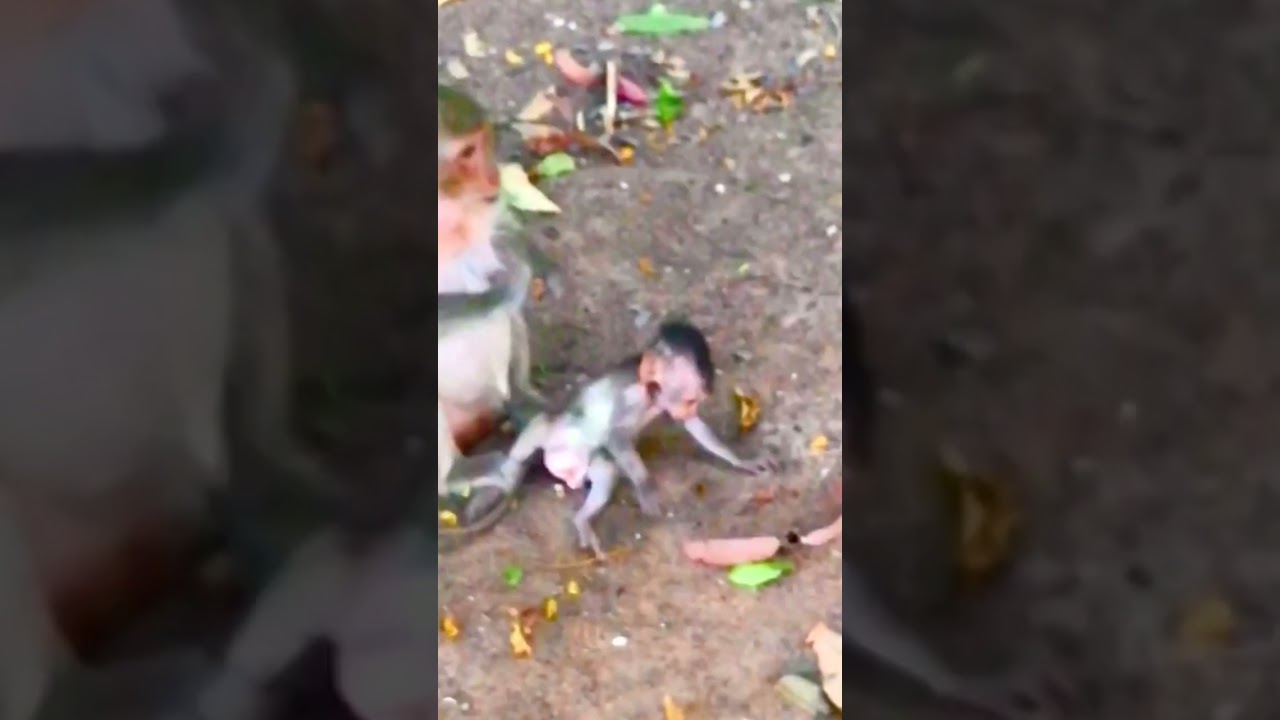 Patrick hungry so much need food from mummy of Monkeys